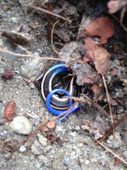 Plestiodon skiltonianus