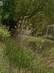 Calamagrostis × acutiflora