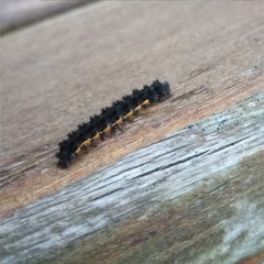 Eilema lurideola