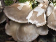 Pleurotus purpureo-olivaceus