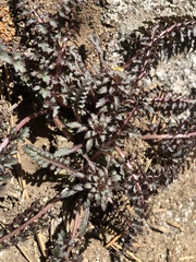 Pedicularis semibarbata