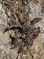 Pedicularis semibarbata