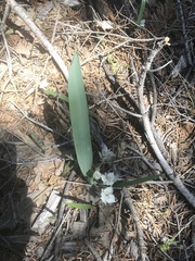 Calochortus westonii