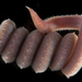 Hemipodia - Photo (c) smithsonian_marinegeo, some rights reserved (CC BY-NC-SA), uploaded by smithsonian_marinegeo