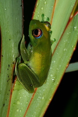 Boophis luteus