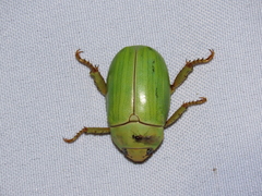 Pelidnota prasina