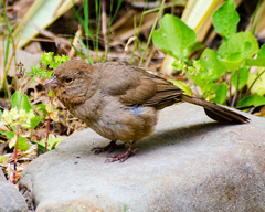 Melozone crissalis