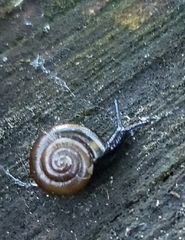Gastrodontidae