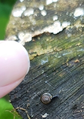 Gastrodontidae