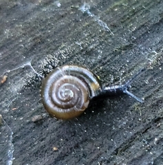 Gastrodontidae