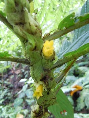 Columnea consanguinea