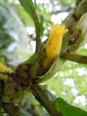 Columnea consanguinea