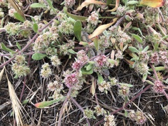 Chorizanthe cuspidata cuspidata