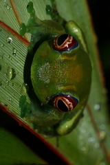 Boophis luteus