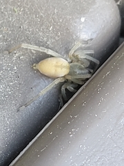 Cheiracanthium mildei