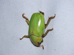 Pelidnota prasina