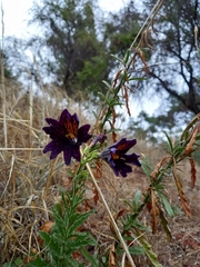 Salpiglossis sinuata