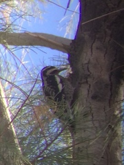Sphyrapicus varius × nuchalis
