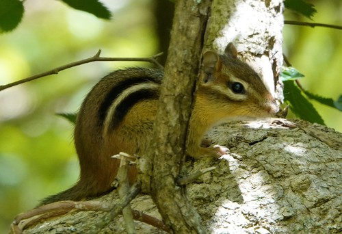Eastern Chipmunk photographed in Missouri