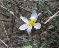 Tulipa patens