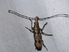 Ptychoderes nebulosus