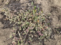Chorizanthe cuspidata cuspidata