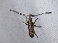 Ptychoderes nebulosus