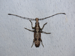 Ptychoderes nebulosus