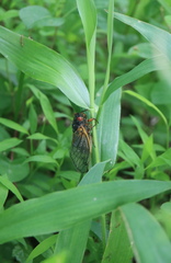 Magicicada septendecula