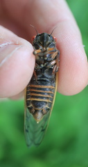 Magicicada septendecula