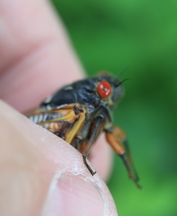 Magicicada septendecula