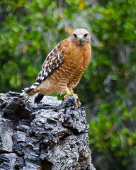 Buteo lineatus