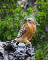 Buteo lineatus