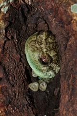 Cophyla grandis