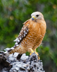 Buteo lineatus