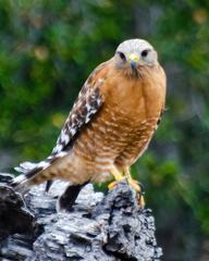 Buteo lineatus