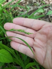 Carex hirtifolia