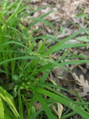 Carex hirtifolia