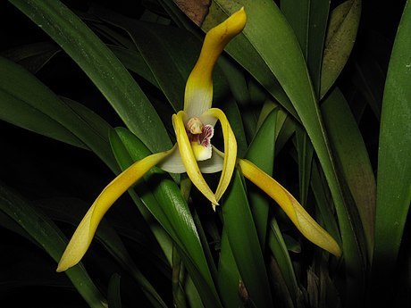 Long-Petaled Lycaste