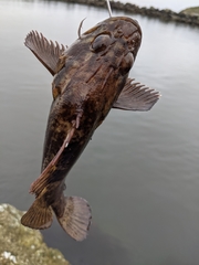 Sebastes rastrelliger