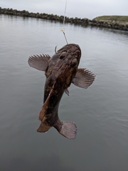 Sebastes rastrelliger