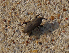 Sphenophorus coesifrons