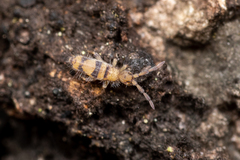 Entomobrya triangularis