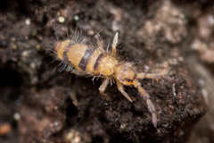 Entomobrya triangularis