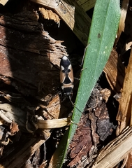 Raglius confusus