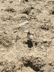 Lomographa semiclarata