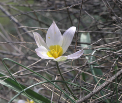 Tulipa patens