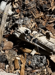 Raglius confusus