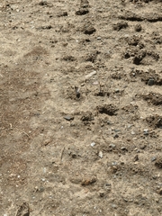 Lomographa semiclarata