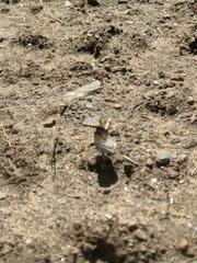 Lomographa semiclarata